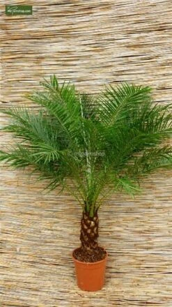 Phoenix Roebelenii - Stam 10-20 Cm - Totale Hoogte 70-90 Cm - Pot Ø 24 Cm -Planten Winkel 1991661753