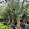 Phoenix Dactylifera - Stam 20-30 Cm - Totale Hoogte 150-170 Cm - Pot Ø 55 Cm [pallet] -Planten Winkel 1991661795