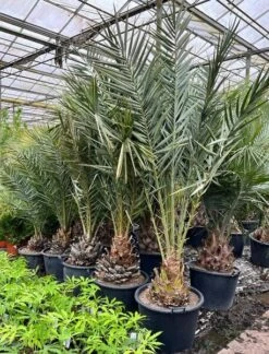 Phoenix Dactylifera - Stam 20-30 Cm - Totale Hoogte 150-170 Cm - Pot Ø 55 Cm [pallet]