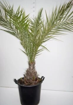 Phoenix Dactylifera - Stam 20-30 Cm - Totale Hoogte 150-170 Cm - Pot Ø 55 Cm [pallet] -Planten Winkel 1991661798