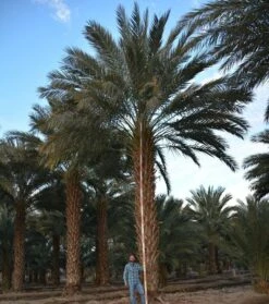 Phoenix Dactylifera - Stam 20-30 Cm - Totale Hoogte 150-170 Cm - Pot Ø 55 Cm [pallet] -Planten Winkel 1991661804