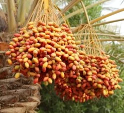 Phoenix Dactylifera - Stam 20-30 Cm - Totale Hoogte 150-170 Cm - Pot Ø 55 Cm [pallet] -Planten Winkel 1991661807