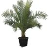 Phoenix Sylvestris - Totale Hoogte 200+ Cm - Pot Ø 55 Cm [pallet]