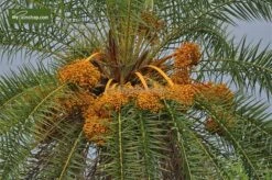 Phoenix Sylvestris - Totale Hoogte 200+ Cm - Pot Ø 55 Cm [pallet] -Planten Winkel 1991661843