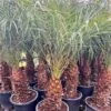 Phoenix Roebelenii - Dikke Stam - Stam 50-60 Cm - Totale Hoogte 180-220 Cm - Pot Ø 45 Cm [pallet] -Planten Winkel 1991661858