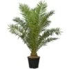 Phoenix Canariensis - Pot Ø 55 Cm [pallet]