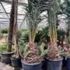 Phoenix Dactylifera - Stam 50-60 Cm [pallet] -Planten Winkel 1991661912
