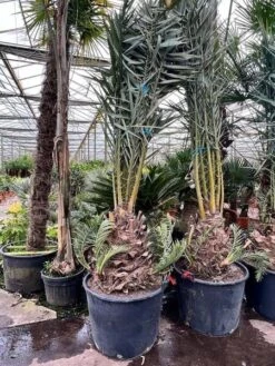 Phoenix Dactylifera - Stam 50-60 Cm [pallet]