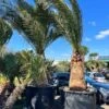 Phoenix Canariensis - Stam 120-140 Cm - Totale Hoogte 300+ Cm - Pot 600 Ltr [pallet]