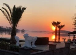 Phoenix Canariensis - Stam 120-140 Cm - Totale Hoogte 300+ Cm - Pot 600 Ltr [pallet] -Planten Winkel 1991661960