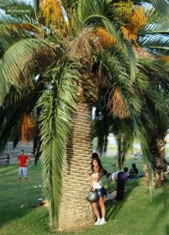 Phoenix Canariensis - Stam 120-140 Cm - Totale Hoogte 300+ Cm - Pot 600 Ltr [pallet] -Planten Winkel 1991661963