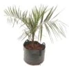 Butia Nabonnandii (Butyagrus) - 43 Ltr [pallet] -Planten Winkel 1991662041