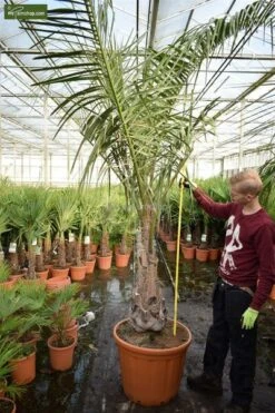 Butia Nabonnandii (Butyagrus) - 43 Ltr [pallet] -Planten Winkel 1991662044