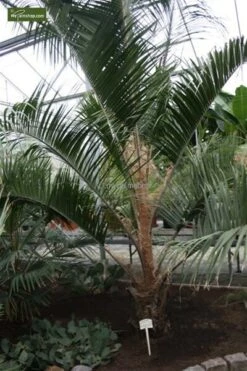 Butia Nabonnandii (Butyagrus) - 43 Ltr [pallet] -Planten Winkel 1991662047