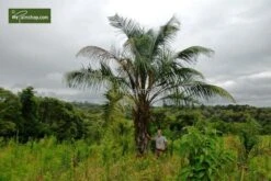 Butia Nabonnandii (Butyagrus) - 43 Ltr [pallet] -Planten Winkel 1991662050