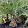 Butia Eriospatha - Stam 40-50 Cm - Totale Hoogte 230+ Cm - Pot Ø 65 Cm [pallet] -Planten Winkel 1991662077