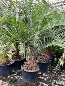 Butia Eriospatha - Stam 40-50 Cm - Totale Hoogte 230+ Cm - Pot Ø 65 Cm [pallet]