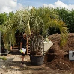 Butia Eriospatha - Stam 40-50 Cm - Totale Hoogte 230+ Cm - Pot Ø 65 Cm [pallet] -Planten Winkel 1991662080