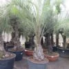 Butia Capitata Var. Odorata - Stam 50+ Cm - Totale Hoogte 300+ Cm - Pot 160 Ltr [pallet]