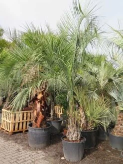 Butia Capitata Var. Odorata - Stam 50+ Cm - Totale Hoogte 300+ Cm - Pot 160 Ltr [pallet] -Planten Winkel 1991662092