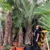 Butia Capitata Var. Odorata - Stam 80-100 Cm - Totale Hoogte 300+ Cm - Pot 160 Ltr [pallet] -Planten Winkel 1991662107