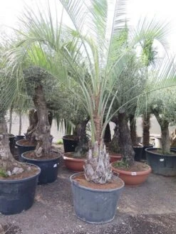 Butia Capitata Var. Odorata - Stam 100+ Cm - Totale Hoogte 300+ Cm - Pot 160 Ltr [pallet] -Planten Winkel 1991662137