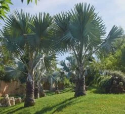 Brahea Armata - Stam 30-40 Cm - Totale Hoogte 140-160 Cm - Pot Ø 45 Cm [Pallet] -Planten Winkel 1991662167