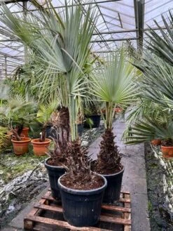 Brahea Armata - Stam 50-70 Cm - Totale Hoogte 200+ Cm - Pot Ø 55 Cm [pallet] -Planten Winkel 1991662185
