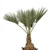 Brahea Sp. Super Silver - Stam 70-80 Cm - Totale Hoogte 200-220 Cm - Pot 100ltr [pallet] -Planten Winkel 1991662245