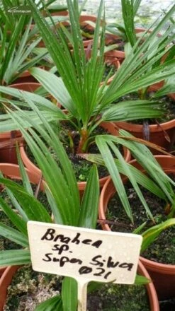 Brahea Sp. Super Silver - Stam 70-80 Cm - Totale Hoogte 200-220 Cm - Pot 100ltr [pallet] -Planten Winkel 1991662248