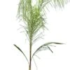 Syagrus Romanzoffiana Sp. Santa Catarina - Totale Hoogte 200+ Cm - Pot Ø 33 Cm [pallet] -Planten Winkel 1991662353