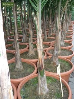 Syagrus Romanzoffiana Sp. Santa Catarina - Totale Hoogte 200+ Cm - Pot Ø 33 Cm [pallet] -Planten Winkel 1991662356