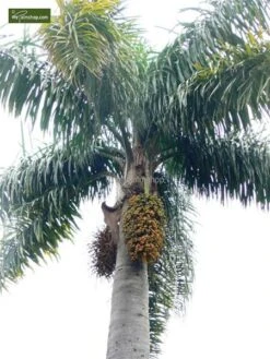 Syagrus Romanzoffiana Sp. Santa Catarina - Totale Hoogte 200+ Cm - Pot Ø 33 Cm [pallet] -Planten Winkel 1991662365