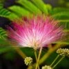 Calliandra Surinamensis Dixie Pink - Pot 9 X 9 Cm