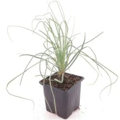 Asphodeline Lutea - Pot 9 X 9 Cm -Planten Winkel 1991662446