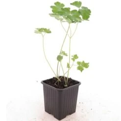 Aquilegia Alpina - Pot 8 X 8 Cm -Planten Winkel 1991662503