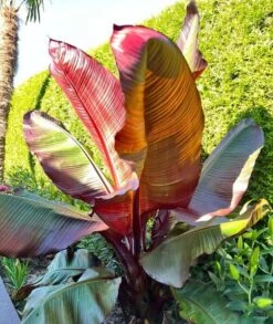 Ensete Maurelli - Pot Ø 24 Cm -Planten Winkel 1991662581