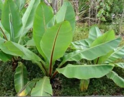 Ensete Ventricosum - Totale Hoogte 60-100 Cm - Pot Ø 23 Cm -Planten Winkel 1991662611