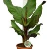 Ensete Maurelli - Pot Ø 26 Cm
