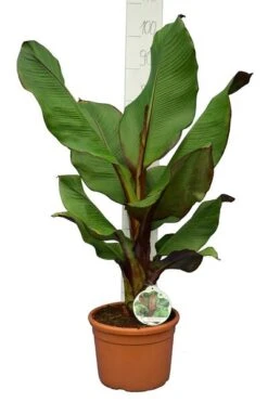 Ensete Maurelli - Pot Ø 26 Cm