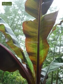 Ensete Maurelli - Pot Ø 26 Cm -Planten Winkel 1991662629