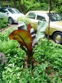 Ensete Maurelli - Pot Ø 26 Cm -Planten Winkel 1991662632
