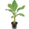 Musella Lasiocarpa - Pot Ø 19 Cm -Planten Winkel 1991662686