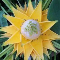 Musella Lasiocarpa - Pot Ø 19 Cm 5 Musella Lasiocarpa - Pot Ø 19 Cm -Planten Winkel 1991662689