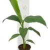 Musa Basjoo - Pot Ø 12 Cm -Planten Winkel 1991662698