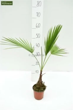 Brahea Sp. Super Silver - Stam 60-70 Cm - Totale Hoogte 200-220 Cm - Pot 80 Ltr [pallet] -Planten Winkel 1991662758