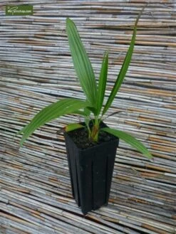 Brahea Sp. Super Silver - Stam 60-70 Cm - Totale Hoogte 200-220 Cm - Pot 80 Ltr [pallet] -Planten Winkel 1991662761