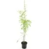 Fargesia Nitida Volcano - Pot 2 Ltr -Planten Winkel 1991665233