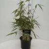 Fargesia Robusta - Totale Hoogte 40+ Cm - Pot 2 Ltr -Planten Winkel 1991665287