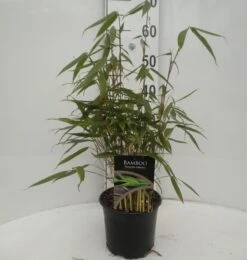 Fargesia Robusta - Totale Hoogte 40+ Cm - Pot 2 Ltr